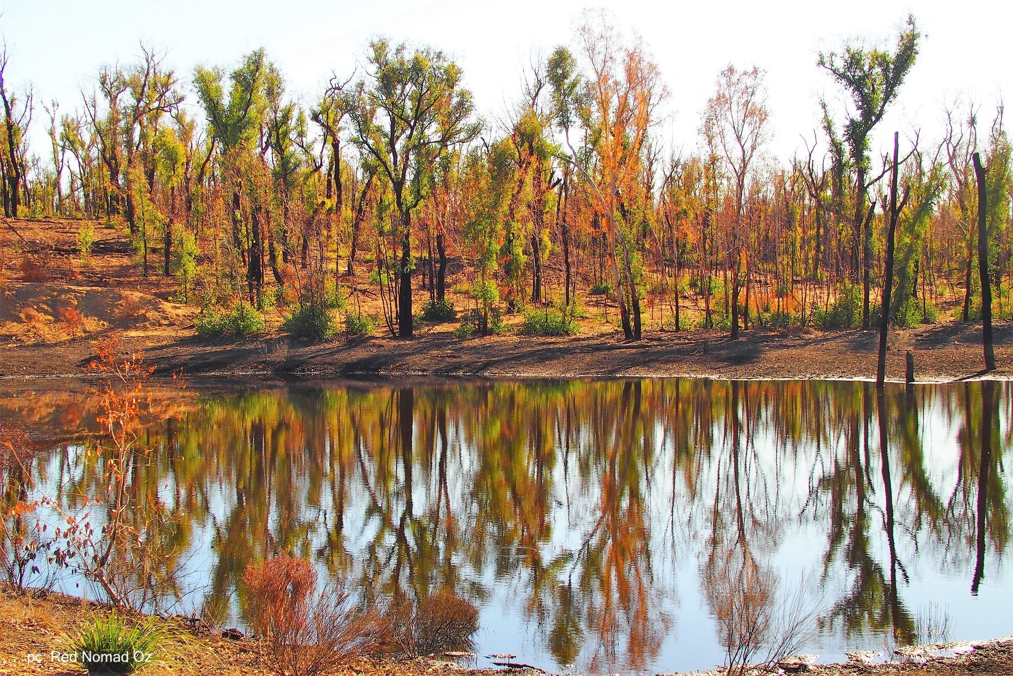 Trees Australia Trees Australia